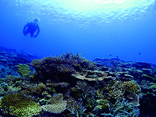 大島海峡のサンゴ礁